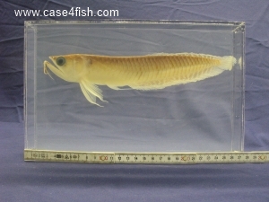 Foto Galerie/Osteoglossiformes/Osteoglossum bicirrhosum/Osteoglossum bicirrhosum_08_S.jpg